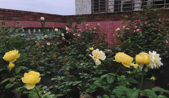 14朵黄色玫瑰花代表什么意义？