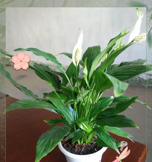 哪种花象征开心平安的心情？它们的花语是什么？