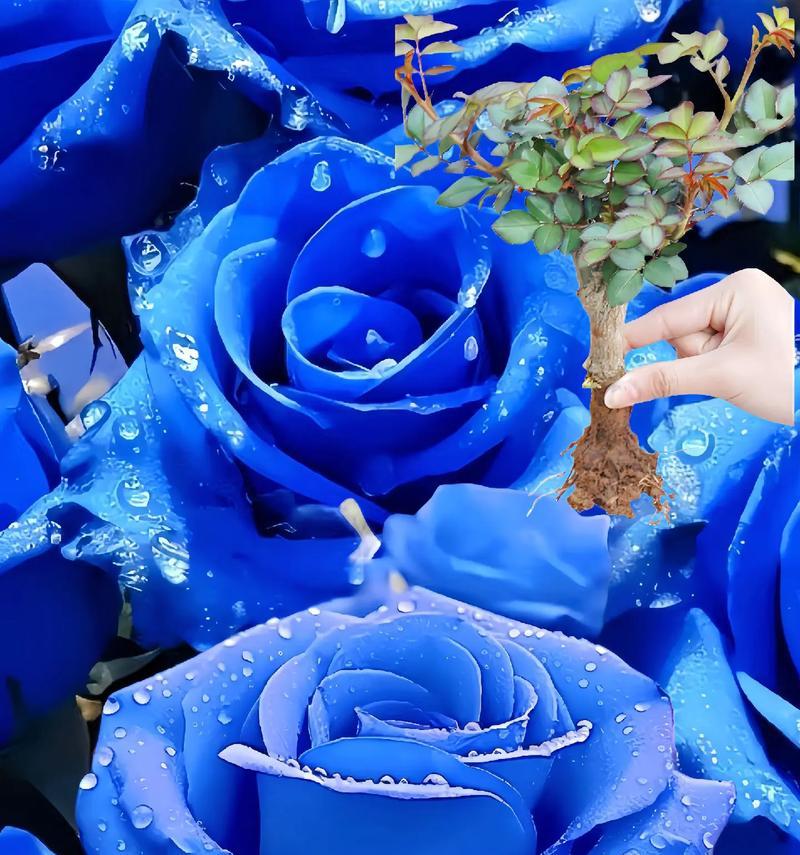 蓝色玫瑰花代表什么意义？蓝色玫瑰的寓意是什么？