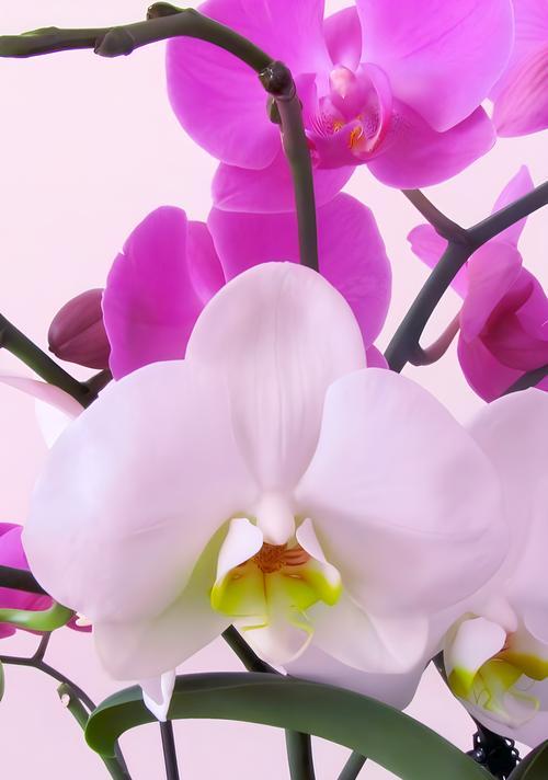 象征富贵的花有哪些？哪些花卉代表富贵和繁荣？