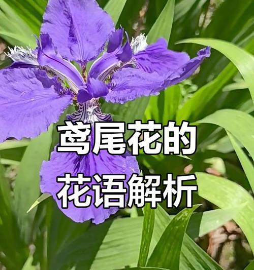 哪些花寓意着爱情？