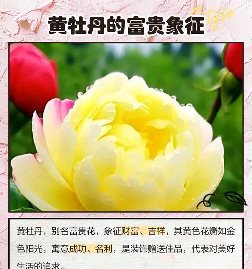 黄色花的寓意是什么？