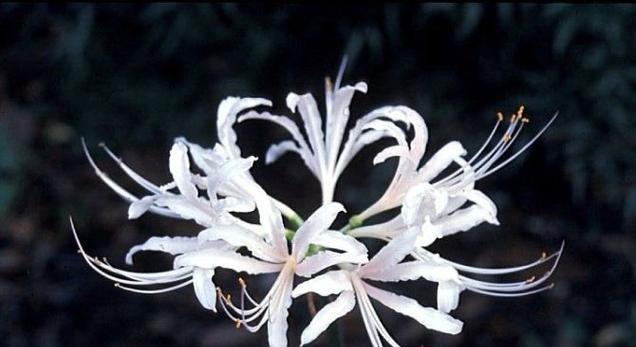 白色的彼岸花代表什么？白色彼岸花的寓意是什么？