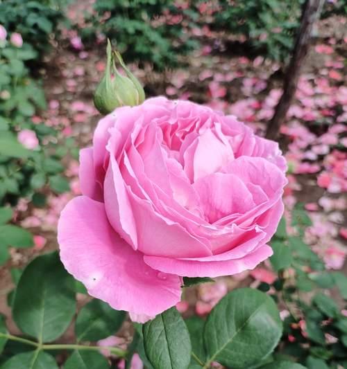 粉红色月季花代表什么？如何选择寓意美好的粉红色月季花？