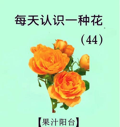 复杂爱情的花语是什么？