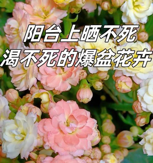 送人寓意长寿的花有哪些？长寿花的寓意是什么？