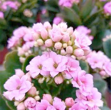 哪些花象征长寿？长寿花的寓意是什么？