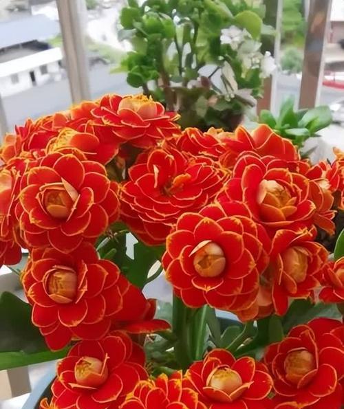 哪些花象征长寿？长寿花的寓意是什么？