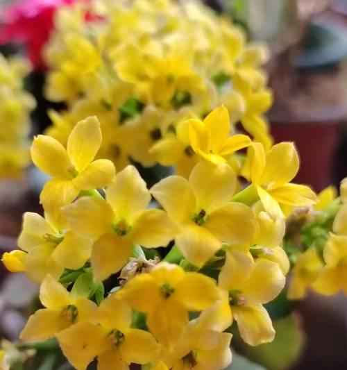 哪些花象征长寿？长寿花的寓意是什么？