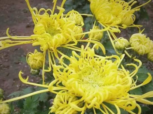 重阳节通常用什么花来象征？重阳节的花卉象征意义是什么？
