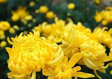 重阳节通常用什么花来象征？重阳节的花卉象征意义是什么？