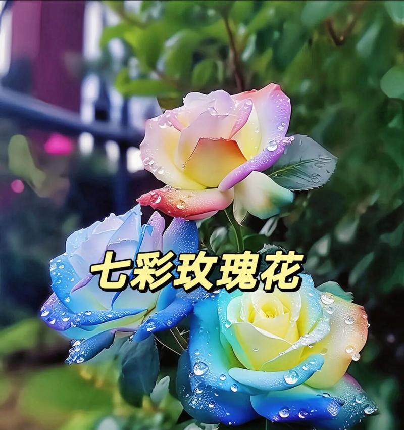 玫瑰花有哪些吉祥寓意？不同颜色玫瑰代表什么？