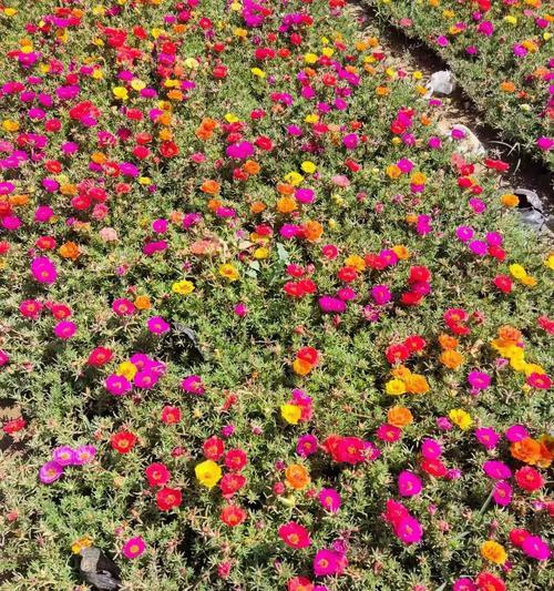 太阳花作为儿童节礼物有何寓意？太阳花代表什么？