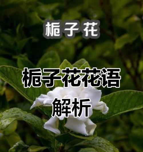 快乐的花语是什么？