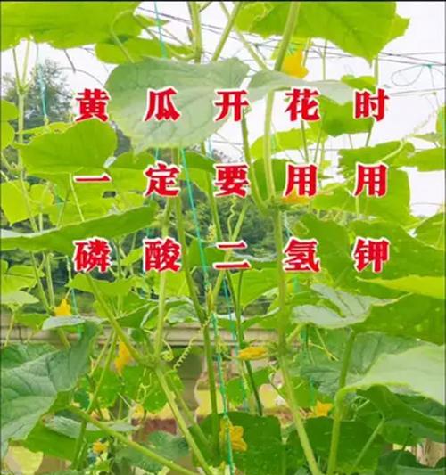 七夕节黄瓜花有何寓意？如何在节日中使用？