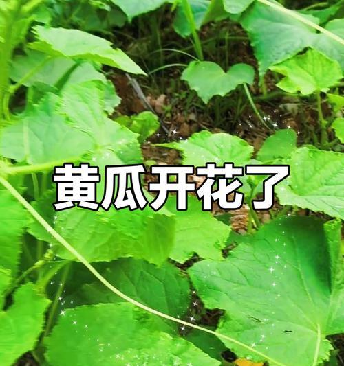 七夕节黄瓜花有何寓意？如何在节日中使用？