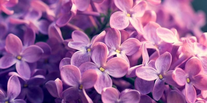 粉色夜光花的花语是什么？它们有何特别之处？