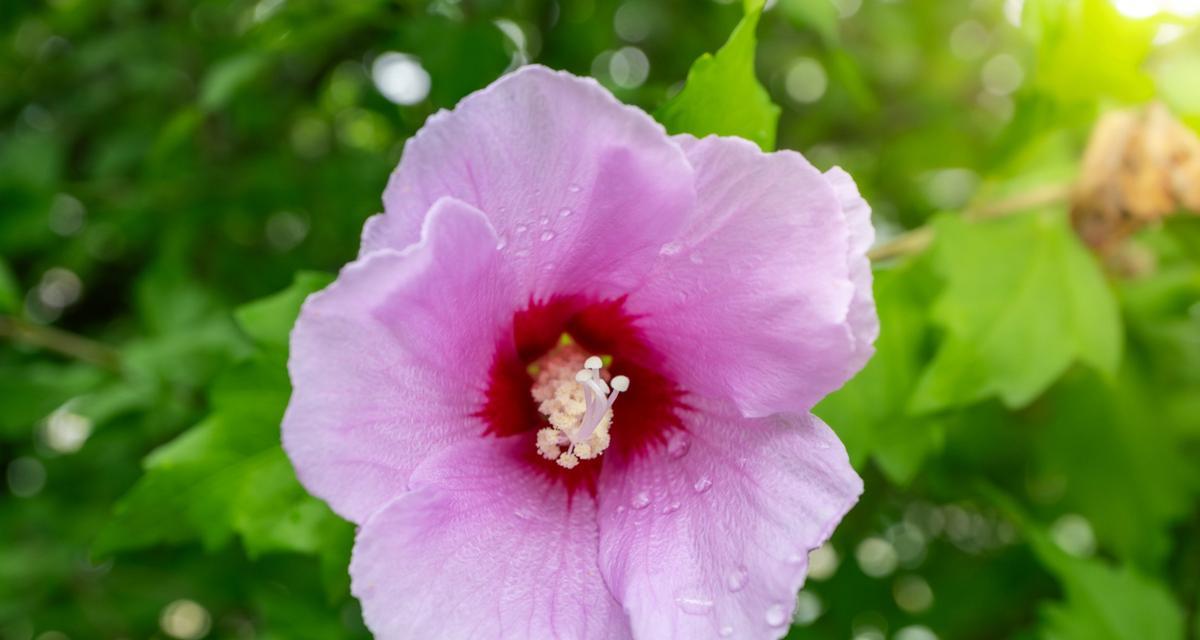 粉色夜光花的花语是什么？它们有何特别之处？