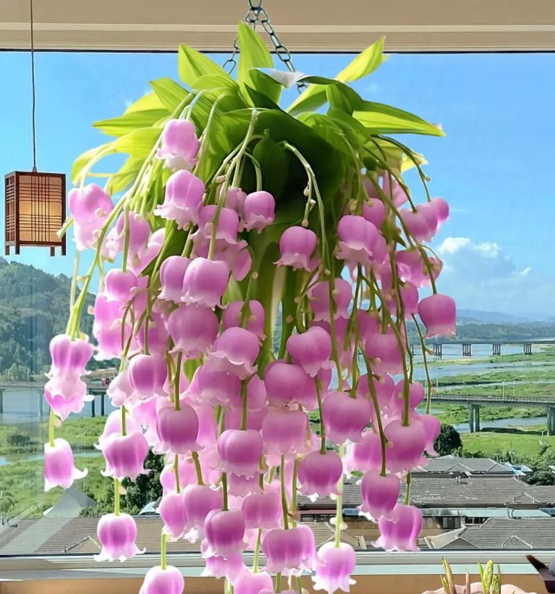 粉色夜光花的花语是什么？它们有何特别之处？