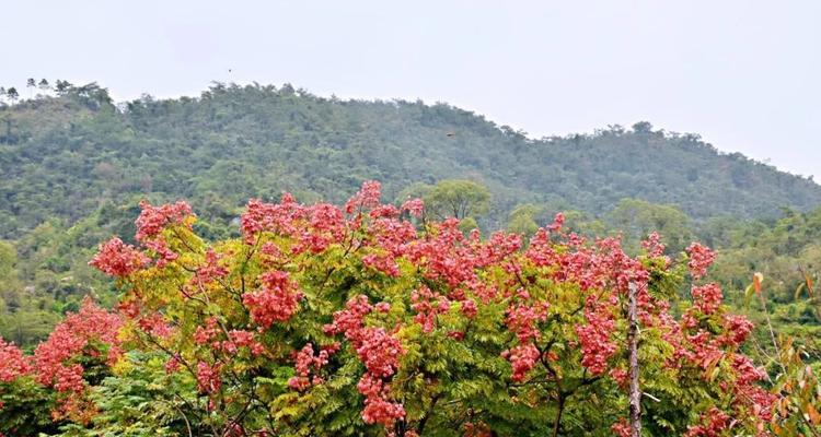 白色朱栾花代表了什么？