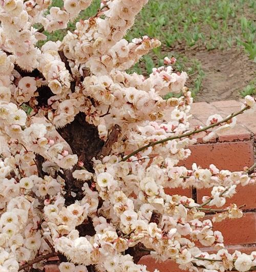 白色朱栾花代表了什么？