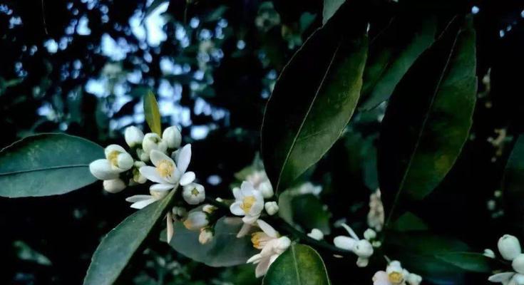 白色朱栾花代表了什么？