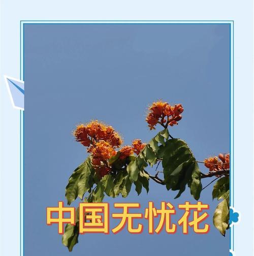 什么花象征无忧快乐？如何用花表达快乐的心情？