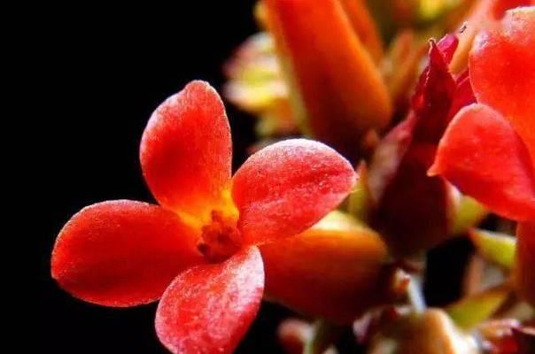 哪些花寓意适合送给老人？老人喜欢的花有哪些？