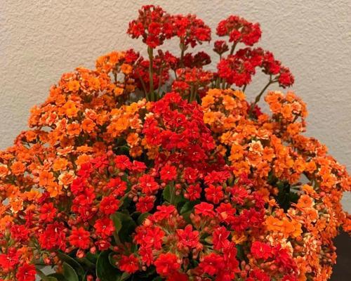 哪些花寓意适合送给老人？老人喜欢的花有哪些？