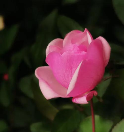 粉色月季花象征着什么？