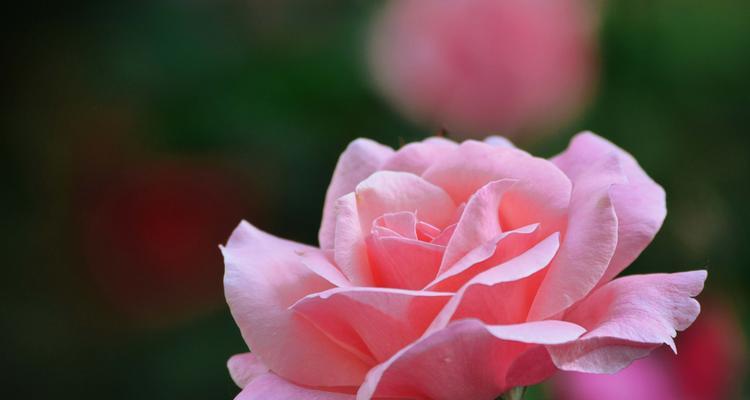 粉色月季花象征着什么？
