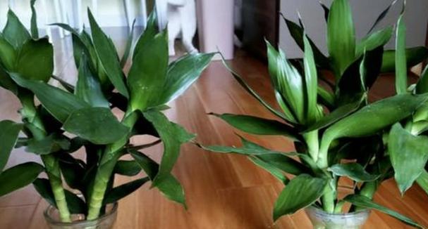 哪种花寓意子孙幸福安康？如何通过花表达对后代的祝福？