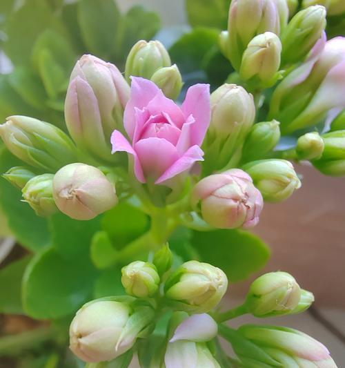 绿色花朵象征着什么？它们在花语中通常代表什么？