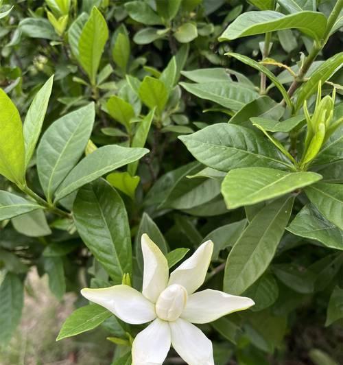 绿色花朵象征着什么？它们在花语中通常代表什么？