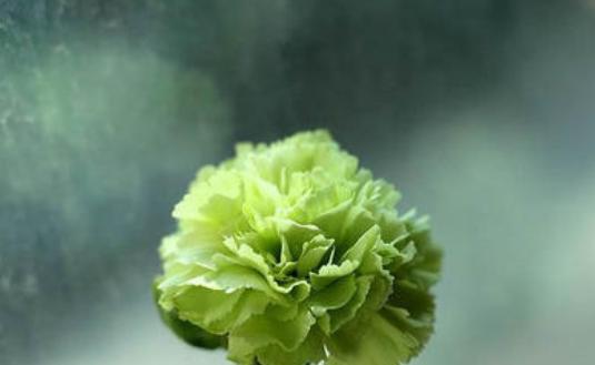 绿色花朵象征着什么？它们在花语中通常代表什么？