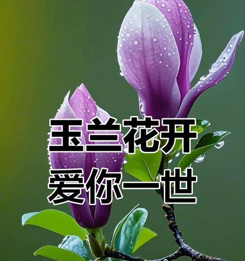 仿真花如何寓意健康平安？健康平安的仿真花有哪些？