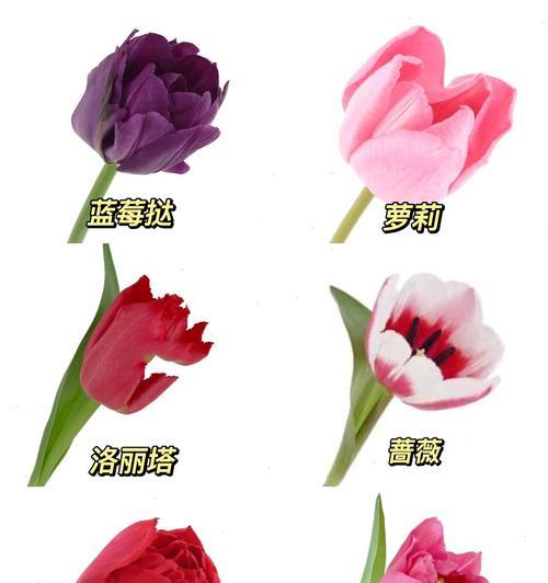 哪种花寓意幸福善良？幸福善良花语的含义是什么？