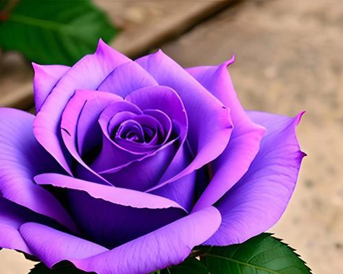 紫色花的花语是什么？紫色花代表纳雍的含义是什么？