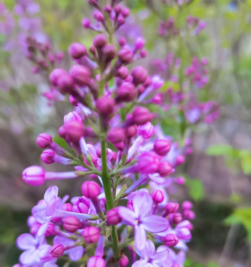 紫色花的花语是什么？紫色花代表纳雍的含义是什么？