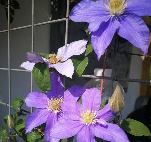 紫色零食花代表什么？紫色零食花的寓意是什么？