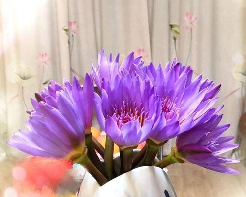 紫色零食花代表什么？紫色零食花的寓意是什么？