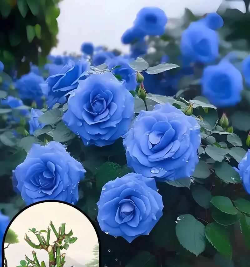 玫瑰花蓝色的含义是什么？它有怎样的象征意义？