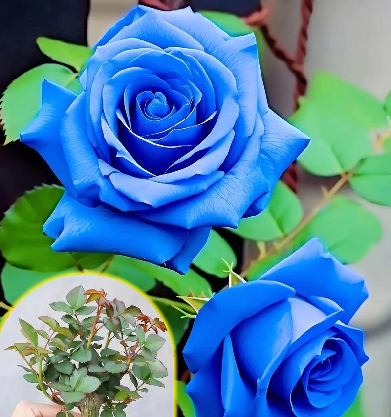 玫瑰花蓝色的含义是什么？它有怎样的象征意义？