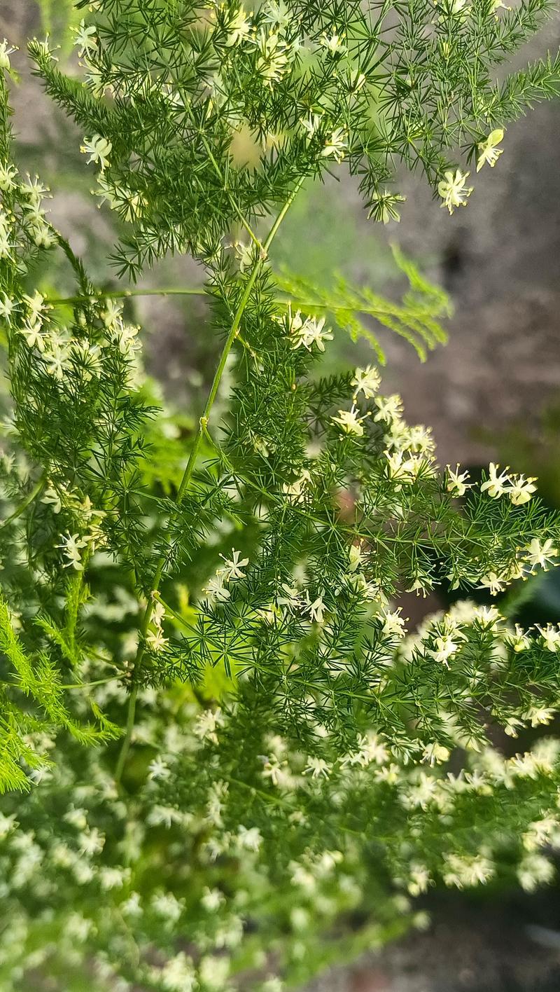 哪种花寓意家庭幸福美满？家庭幸福美满的花有哪些？