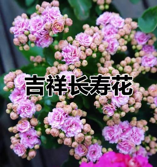 哪些花象征健康又好养？健康又好养的花有哪些？