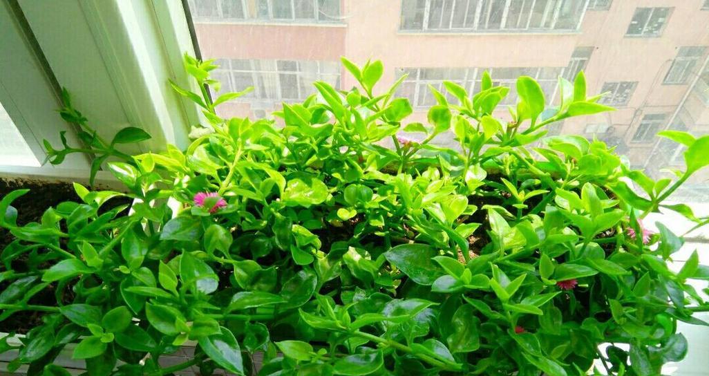 哪些花象征健康又好养？健康又好养的花有哪些？