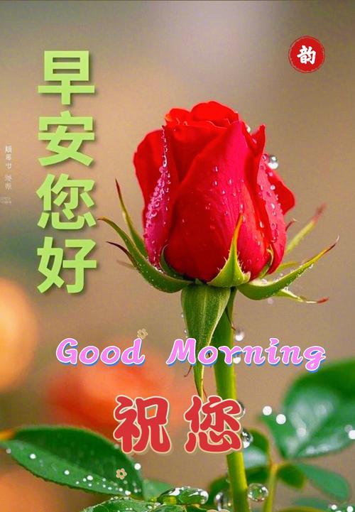 玫瑰花表达的爱情含义有哪些？