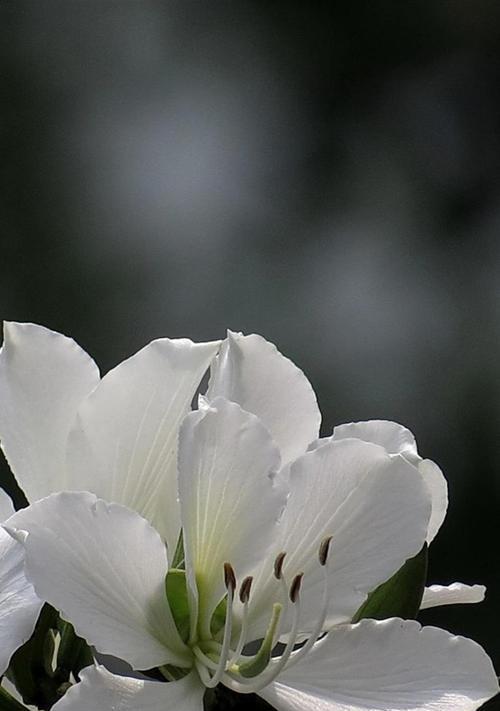 白色紫荆花的寓意是什么？