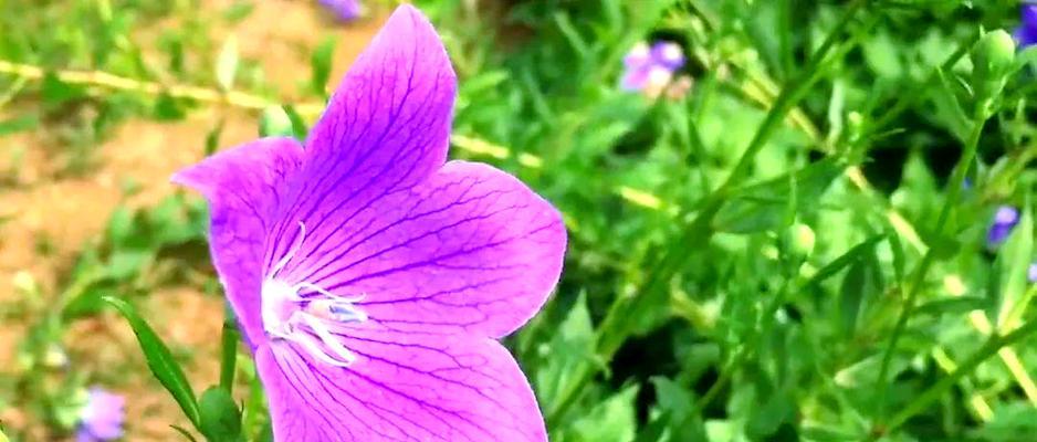粉红色桔梗花的花语是什么？
