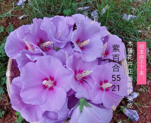 紫色木槿花代表什么？